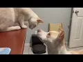 Meet Simba Loves her dog siblings