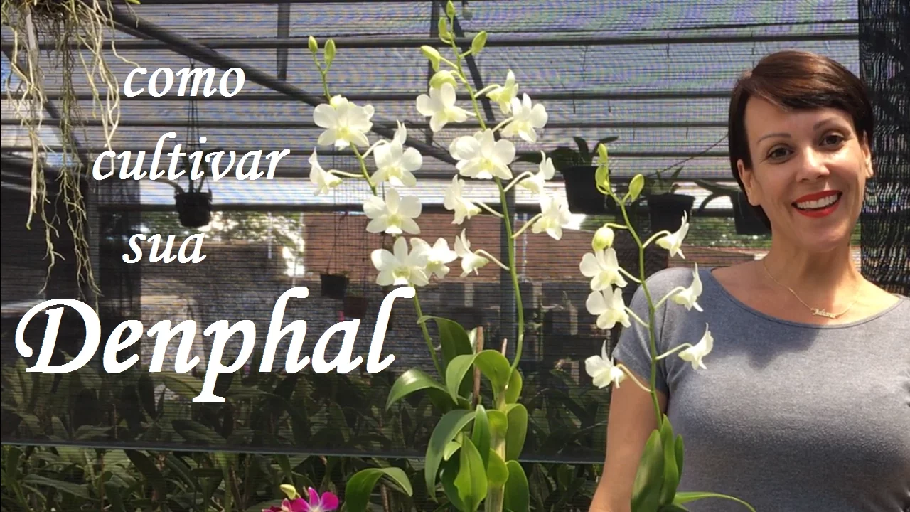 COMO CULTIVAR SUA ORQUÍDEA DENPHAL