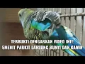 Download Lagu Pancingan Burung Parkit agar cepat gacor dan kawin