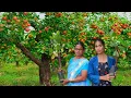 Download Lagu ఇక్కడ ఫ్రూట్స్ మొక్కలు చాల తక్కువ రేటు.. చూసేయండి మరీ.. మీ పల్లెటూరి అమ్మాయి