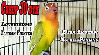 cukup 30 detik lovebird lain akan tambah fighter bisa ikutan jadi ngekek panjang 