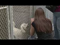 Year of the Dog event offers 10 pet adoption fees