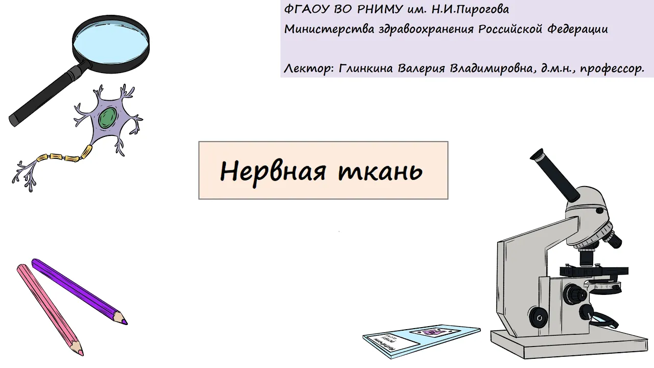 Гистология. Глинкина В.В. РНИМУ им Н.И.Пирогова (12 тема)
