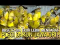 Download Lagu MENDADAK ! BURUNG PLECI DAKUN JAWA ORI MENDARAT 200 EKOR LEBIH DI PASAR BURUNG PRAMUKA HARI INI