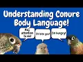 How To Understand Conure Body Language Behaviour TheParrotTeacher