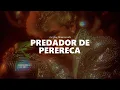 Download Lagu mc jhey ft. blow records - predador de perereca / letra en español - cleorred