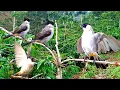 Download Lagu emang boleh setegang ini mikat BURUNG KUTILANG !! burung liar datang berkumpul