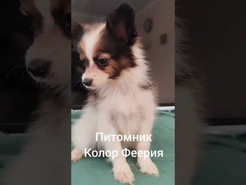 📞+79591227792 Свободны щенки Папийон 🦋 Континентальный той-спаниель, питомник "Color Fieria"