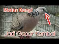 Download Lagu Cara mengatasi Burung Derkuku yang Malas bunyi dan sering mengembangkan Bulu