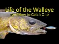 Life of the Walleye and How to Catch a Walleye Fishing