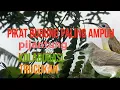 Download Lagu pikat anti zonk pijantung kolaborasi trucukan