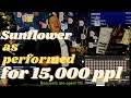 Sunflower by postmalone - as performed on the front page of Twitch one-man