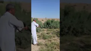 صيد الدراج على الطاير في الثرثار 