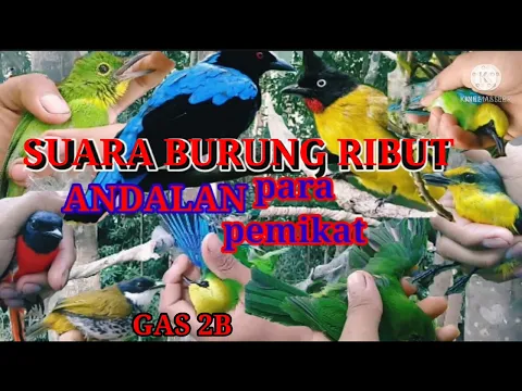 Download MP3 Ternyata ini suara burung ribut paling ampuh andalan para pemikat