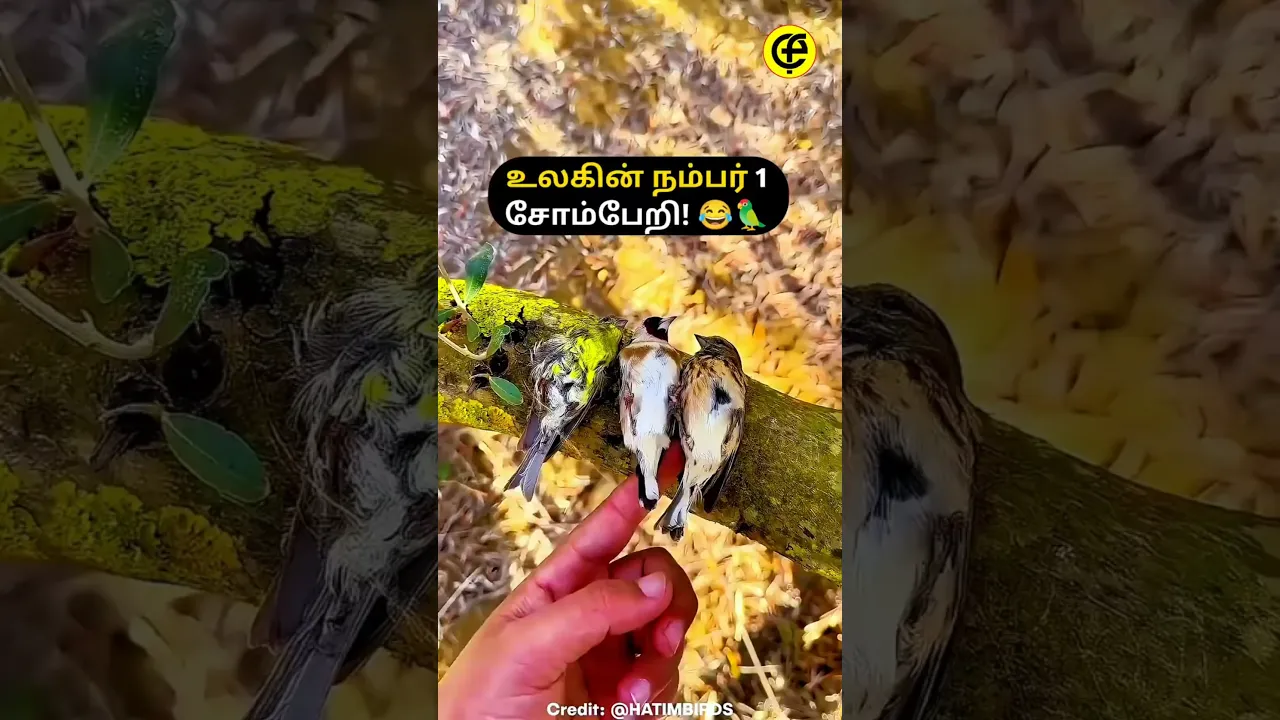 This Bird Is TOO Lazy 😂🐦