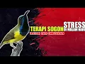 Download Lagu Terapi SOGON DiMalam Hari Cocok Untuk SOGON MACET STRESS