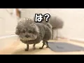 Lagu 【二度見される犬】アニメ犬の日常はこうだ。