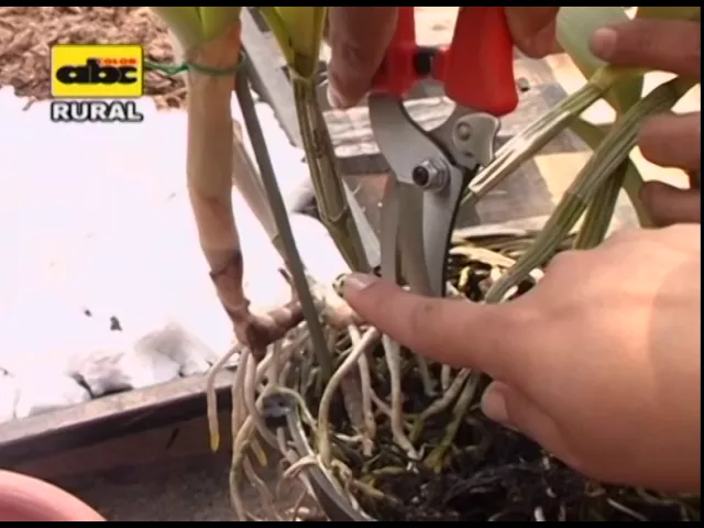 ORQUÍDEAS: SIEMBRA Y CUIDADOS