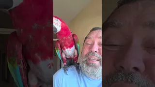 25 août 2026 🦜🎂 MON PERROQUET JACKSON FÊTE AUJOURD’HUI SES 17 ANS ! 🎂🦜