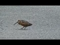 Download Lagu Woodcock dances to Stayin Alive