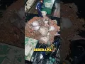 Download Lagu Menangkap ikan di malam hari😨
