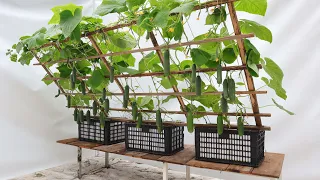 No fertilizer - Why are cucumbers still bearing so much fruit? Here's the answer