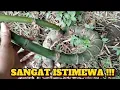 Download Lagu @Take it if you find bamboo like this,,,the sacred bamboo that guards the river junction!!!!!¢¢¢¢...