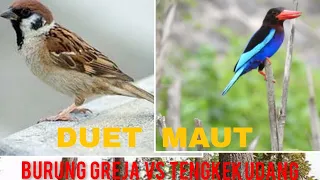 masteran gereja tarung dan tengkek udang