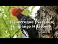 El Querreque Karaoke - Huapango Huasteco