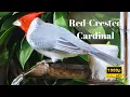 Red Crested Cardinal Nature s Beauty in Kauai Hawaii A Kauai Birding Adventure