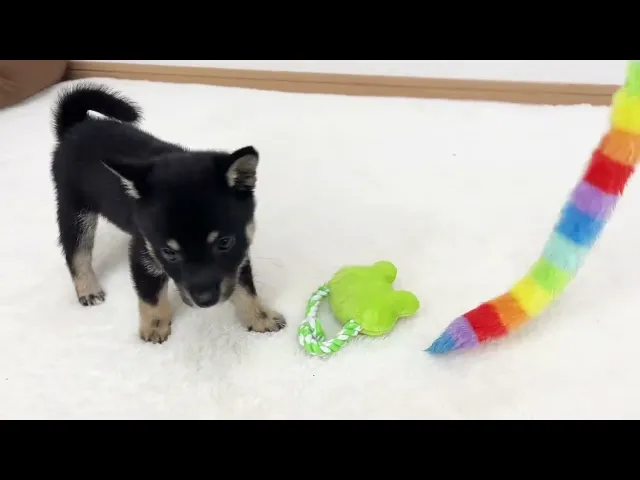 動画