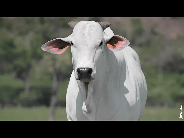 Touro Nelore AFOM - 4540