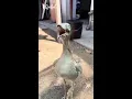 Download Lagu Peruvian Thick-knee Bird | Unique Nighttime Sounds