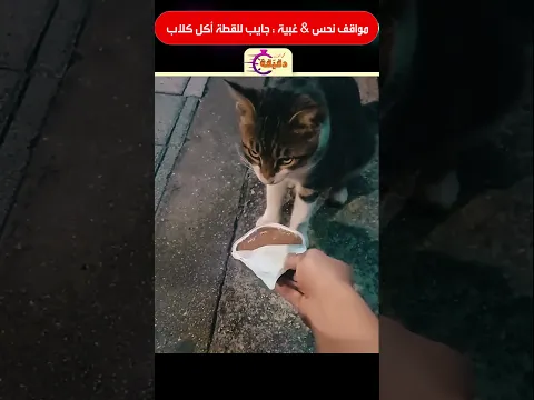 مواقف نحس & غبية : جايب للقطة أكل كلاب