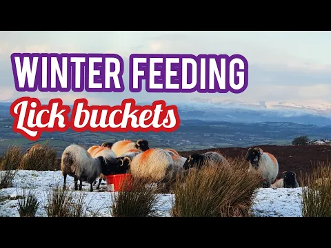 Download MP3 FARMING IN WINTER - Feeding Crystalyx lick buckets to mountain sheep