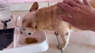 Pinscher fica bravo se chamar de gordo 🤭