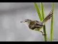 Burung Master : Ciblek Alang-Alang Gacor