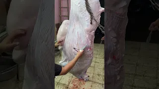 كيفيه فتح بطن عجل بطريقة احترافيه استخراج العفش من العجل اضخم شق الضلوع بالكامل تطلع الممبار شط الكر 