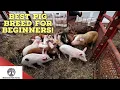 Best Pig Breed - THIS May Surprise You
