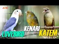 Lagu MASTERAN MEWAH ‼️ KAPAS TEMBAK -  KENARI - LOVEBIRD | DENGAN RELAKSI SUARA AIR