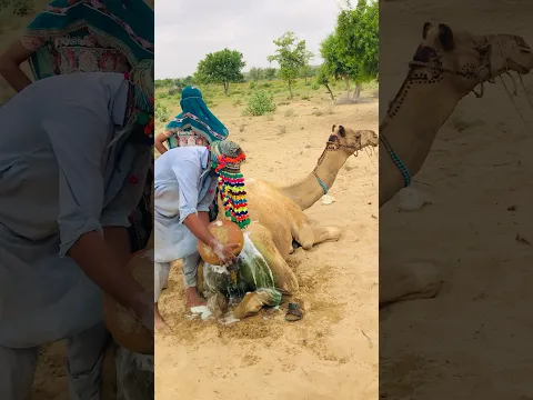 ‎لحظات هادئة تتحول إلى موقف غير  متوقع