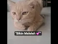 Download Lagu ”💔 “Oyen Murung Karena Kesepian, Bikin Haru Banget”