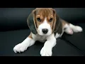 Beagle Pros and Cons of Owning a Beagle Beagle Size and Weight