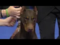 Download Lagu Doberman Pinscher, 2018 National Dog Show, Working Group