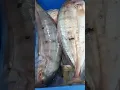 Download Lagu BIG FISH AT FISH MARKET AL BALLAHD KHAMIS MUSHAYT #shorts