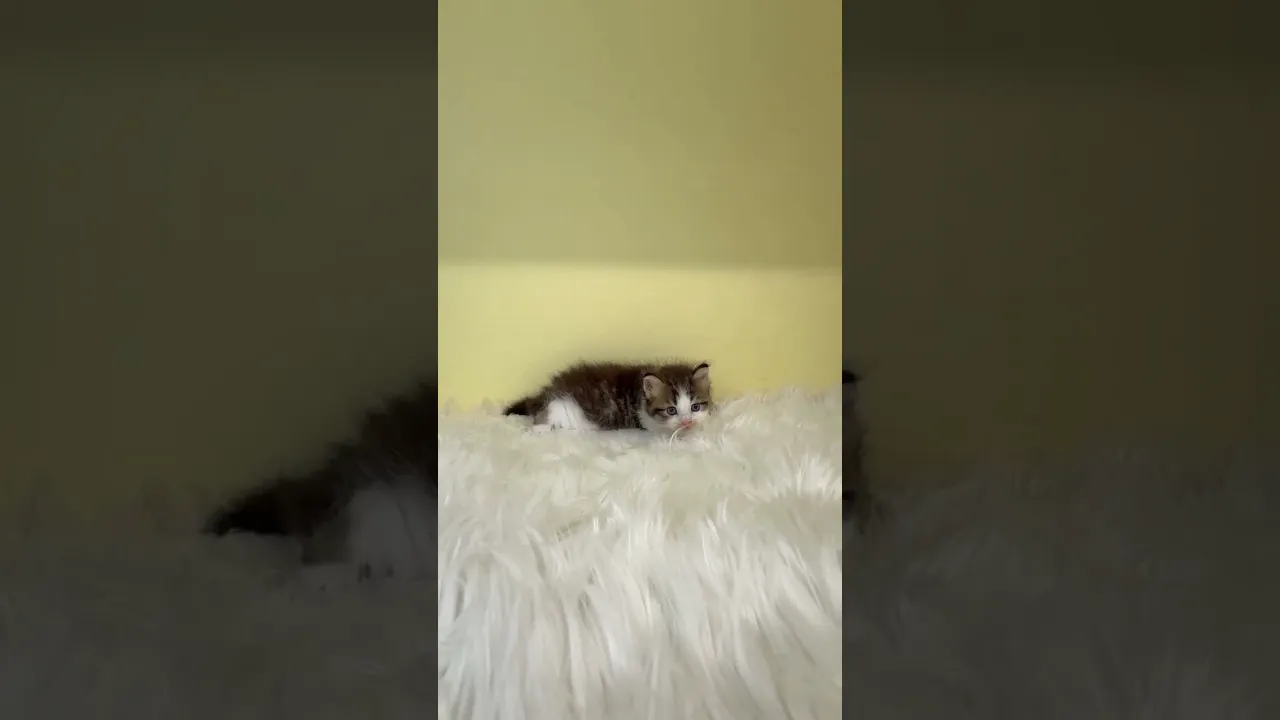 動画