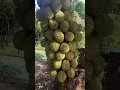 Download Lagu Pohon Durian ini berbuah sangat Lebat dan Unik #durian #pohondurian #fruits