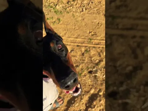 Bence köpek böyle olmalı :) #eyüpdoğan #malinois