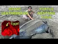 Leatherback Turtle Nesting Tour Grand Rivere