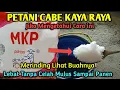 Lagu PETANI CABE BISA KAYA RAYA ! Jika sudah tahu cara ini untuk melebatkan buah cabe mulus sampai panen 